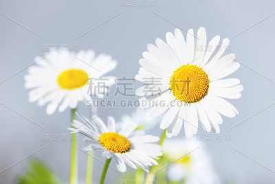 洋甘菊在花