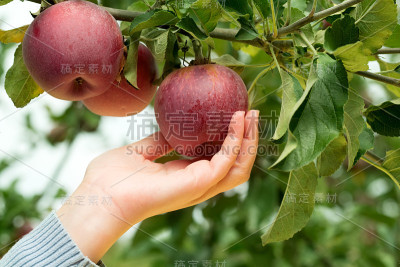 苹果