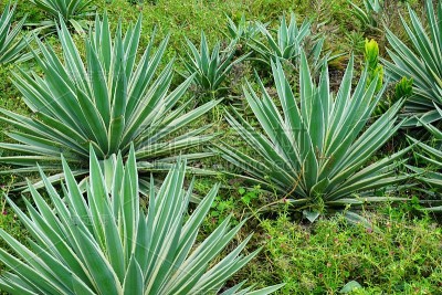 美国Agave