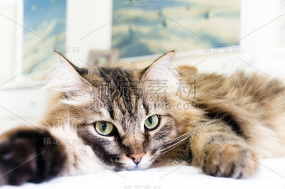 累了小猫