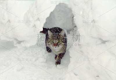 雪堆里的一只灰猫