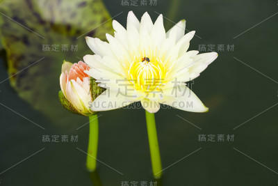 莲花
