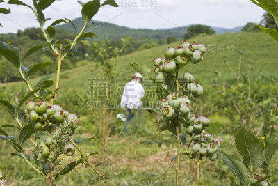 寻找成熟的蓝莓