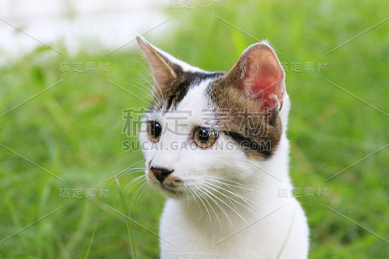 外面的小猫。