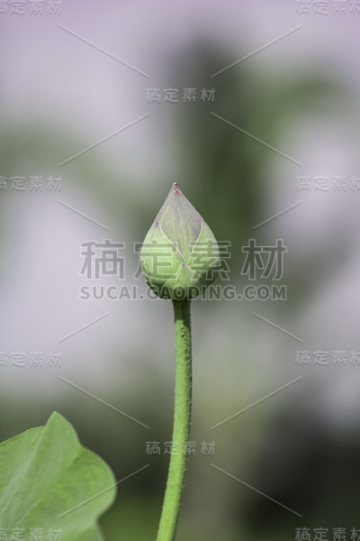 莲花
