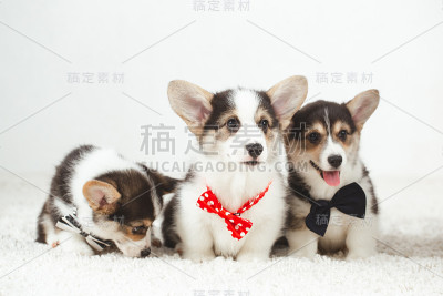 带领结的柯基犬