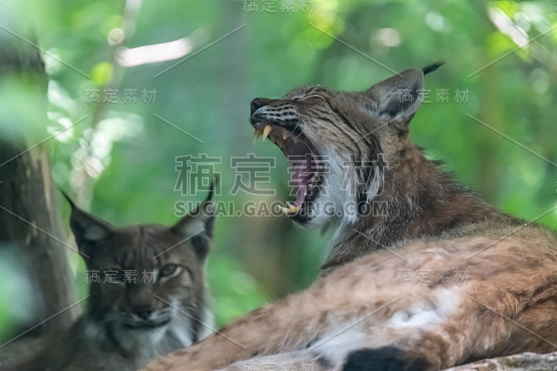 特写欧亚山猫(lynx lynx)在其自然栖息地