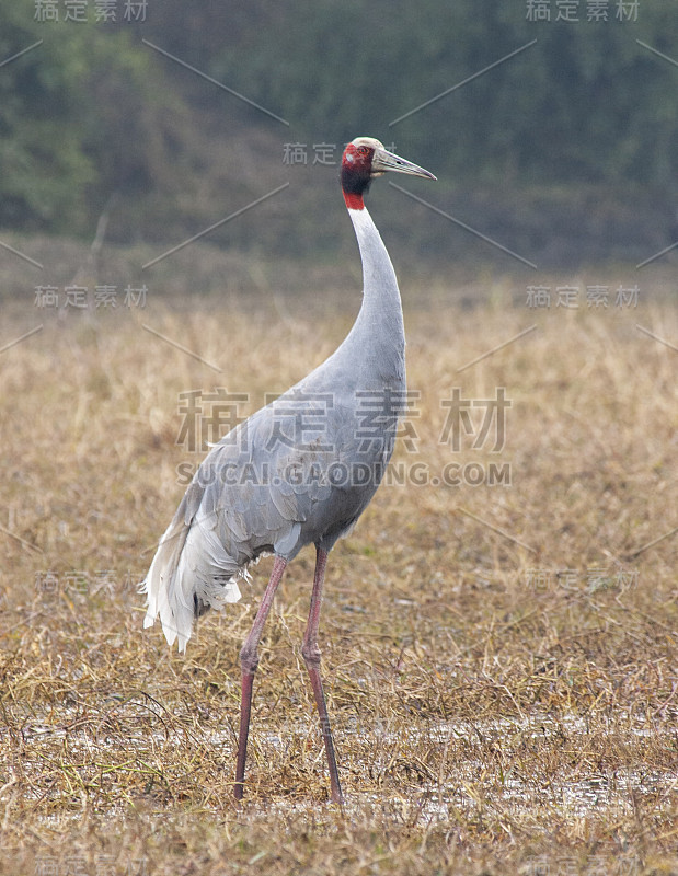 Sarus Crane (Grus antigone)