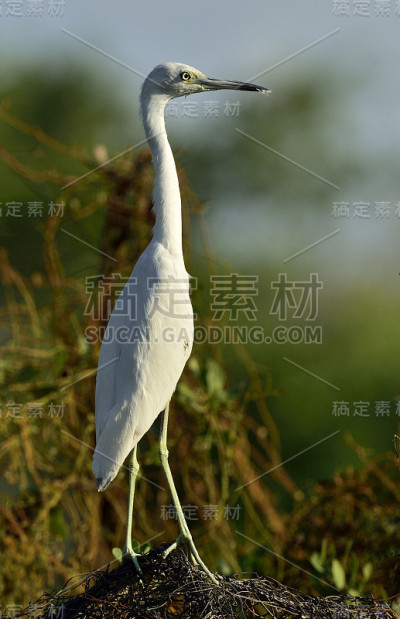 成年小蓝鹭