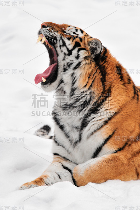 东北虎(Panthera tigris altaica)打哈欠