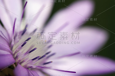 花的背景