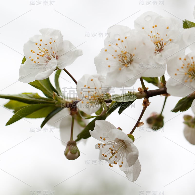 苹果树的开花分枝，有精致的白色花和芽