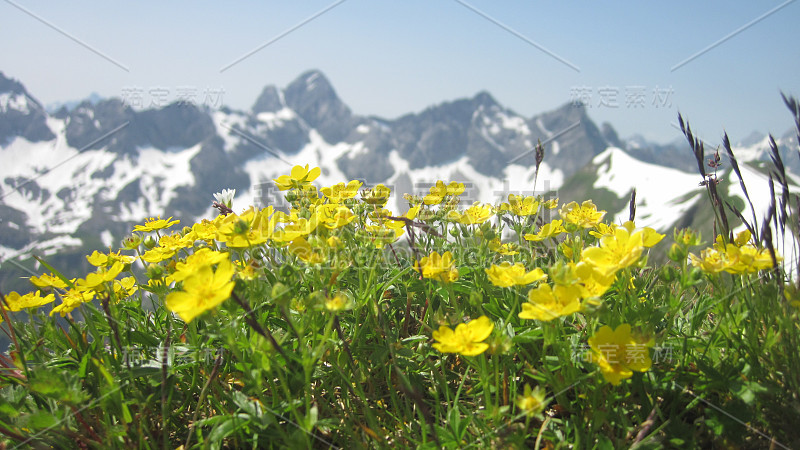 风景风景的高山山脉与鲜花在前景