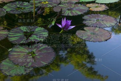 湖中有一种长着紫色花朵的水生植物