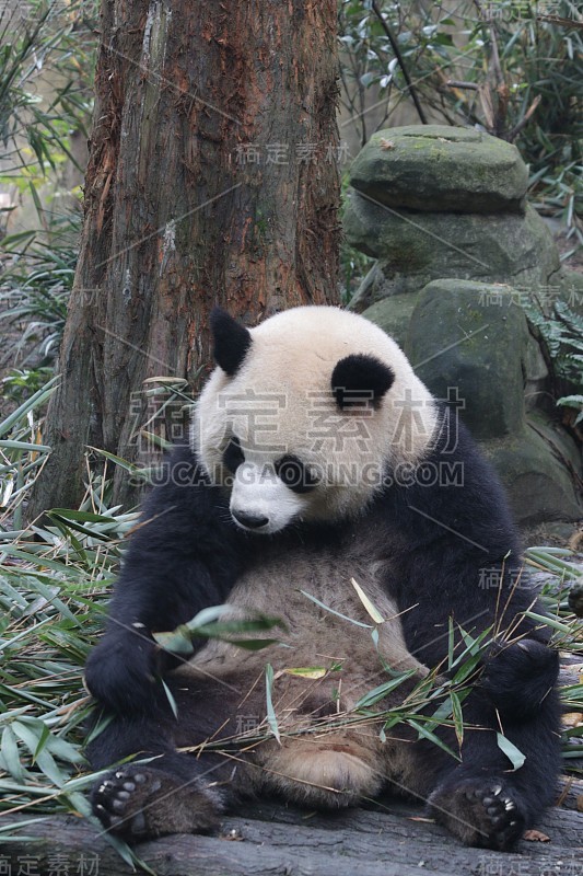 大熊猫坐在地上，吃竹叶，中国