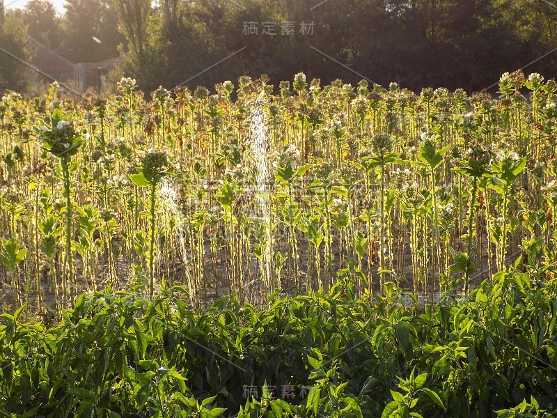 山谷里的烟草田，在夏天