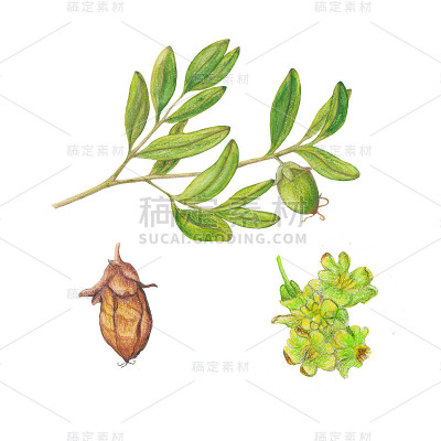 水彩荷荷巴油插图