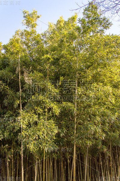 竹子的植物