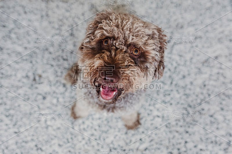 俯视图的一个美丽的西班牙棕色水犬看着镜头，快乐的脸和舌头。白天的生活方式。