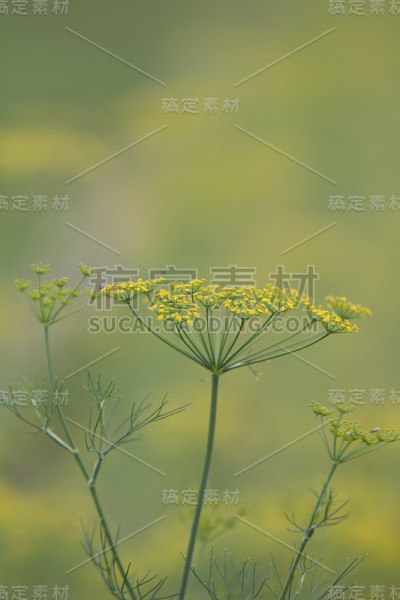黄花软焦点