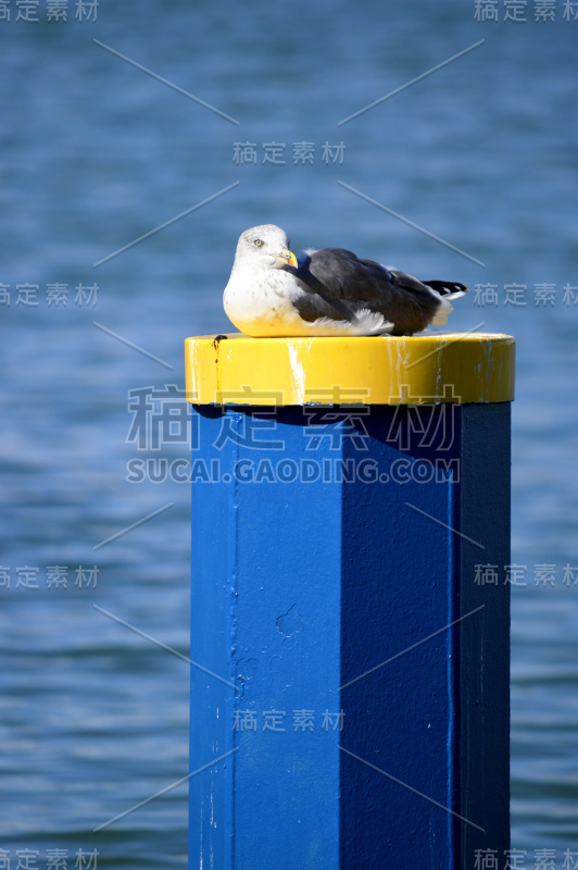 维拉穆拉码头，一只海鸥停在系泊柱上