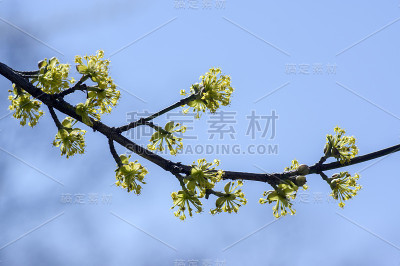 山茱萸在早春时为树枝，山茱萸为樱桃开花