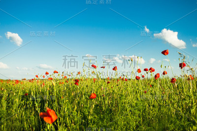 罂粟领域