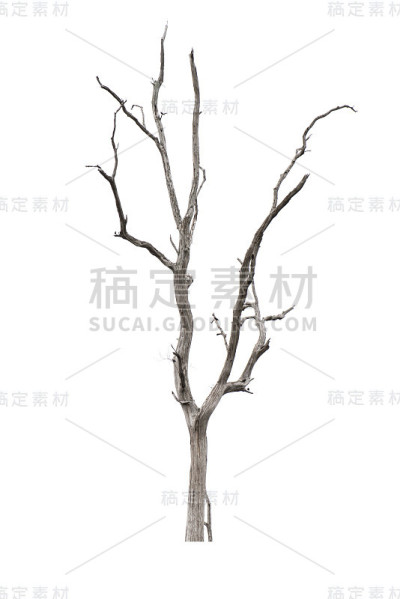 死树孤立在白色上