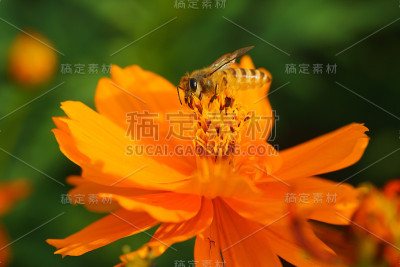 蜜蜂觅食