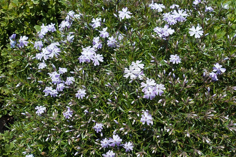 山夹竹桃的花、叶、芽