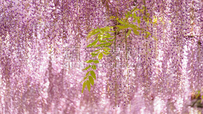 春花系列，紫藤花架园