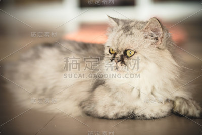 可爱有趣的猫