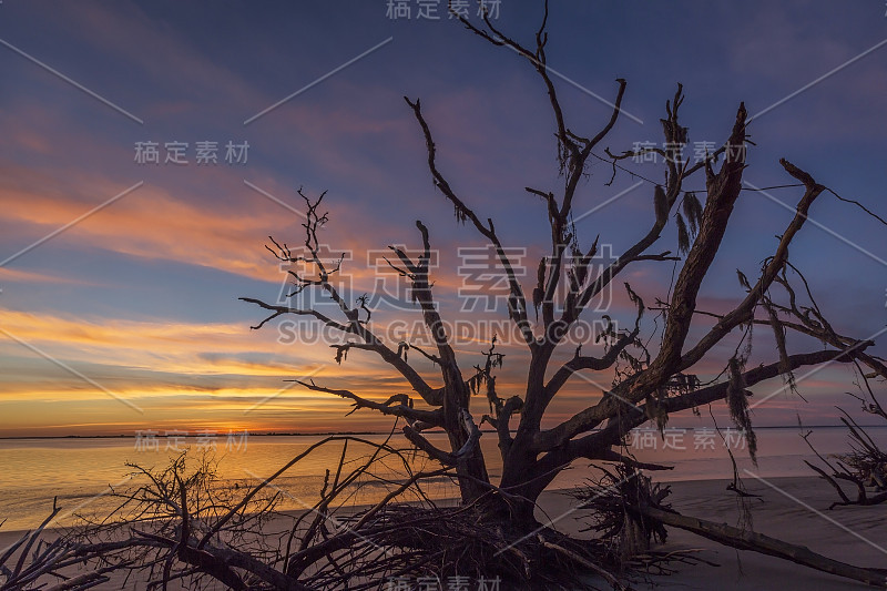 浮木和树枝上的乔治亚海滩在日落