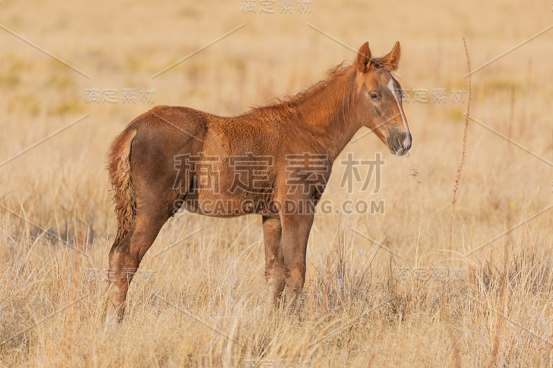 犹他沙漠的野马