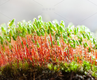 苔藓上的露珠