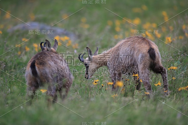 查莫瓦（鲁皮卡普拉鲁皮卡普拉）沃斯盖斯山，法国格姆森沃格森