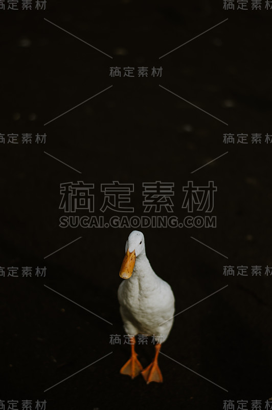 鸭子