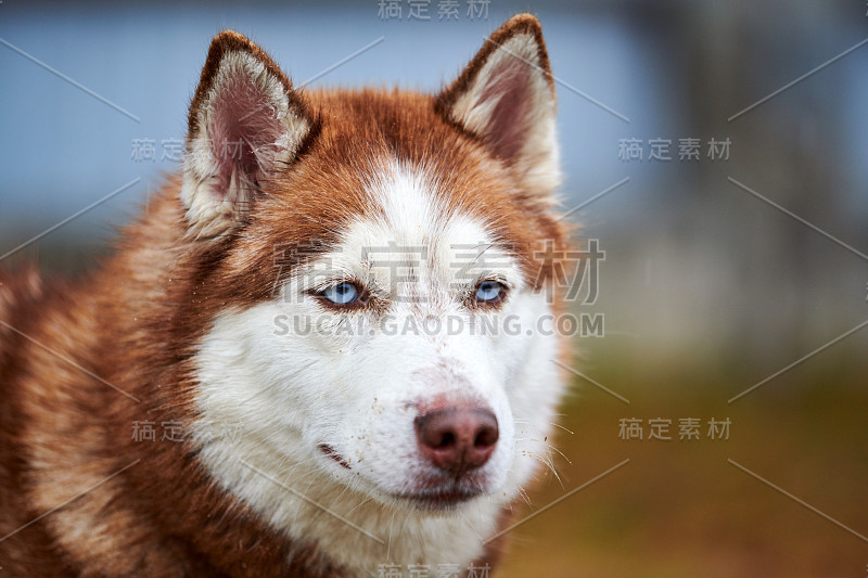 哈士奇狗肖像