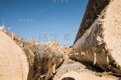 处理过的树干特写