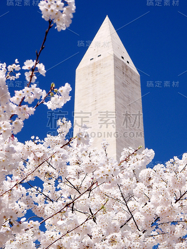 2010年华盛顿粉色樱花和华盛顿纪念碑