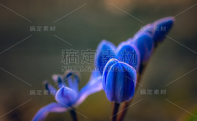 雪花莲