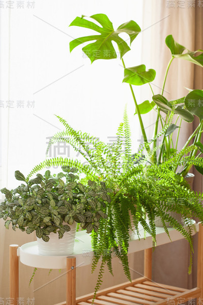 室内植物fittonia，肾扁虱和怪物在白色花盆的窗户