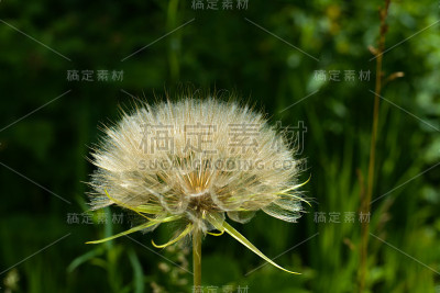 大的蒲公英