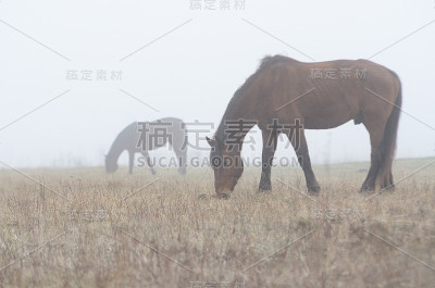 马在雾中