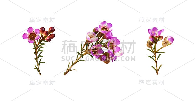 一组金龟子花，芽和叶