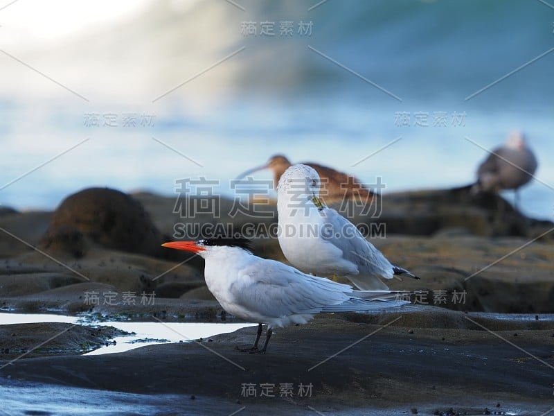 海滩上的凯斯宾燕鸥