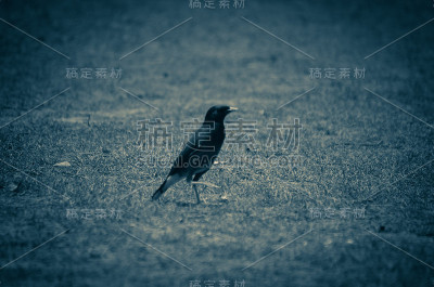 鸟
