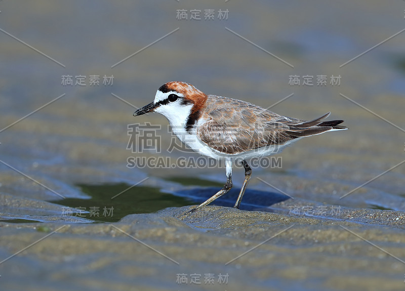 成年雄性红顶鸻(Charadrius ruficapillus)