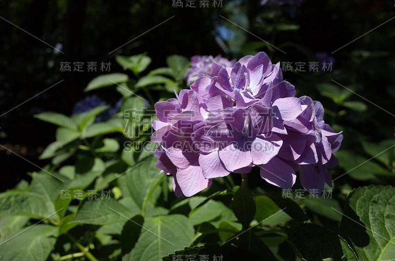 浅紫绣球花