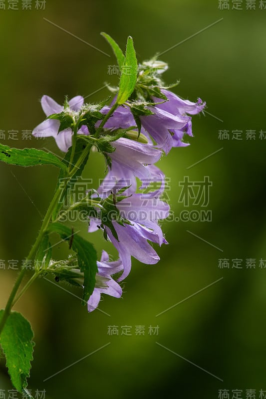 一朵美丽的蓝色风铃花在森林中盛开。